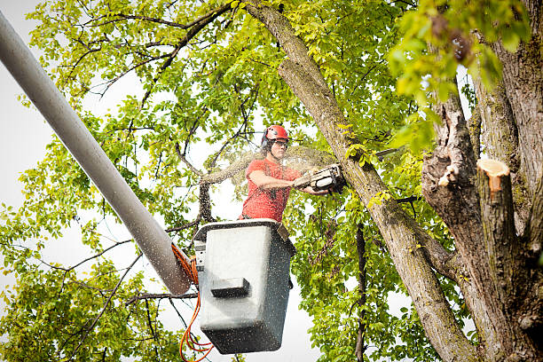 Best Emergency Tree Service  in Granite Falls, NC